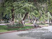 Jacarandas  1986